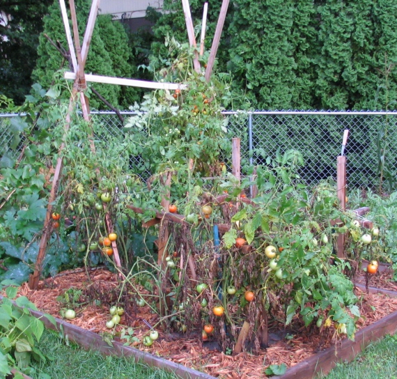 Patch of 12 tomatoes in late July.  Dying of blight fungus.