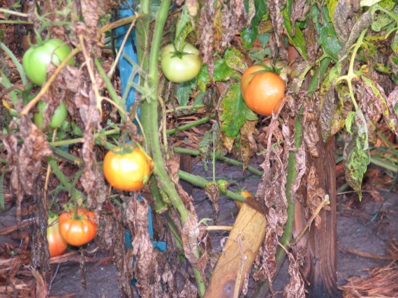 Closer shot of the sad, dying tomatoes