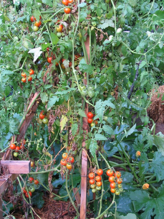 Gardener's Delight cherry tomato doing slightly better than the rest.