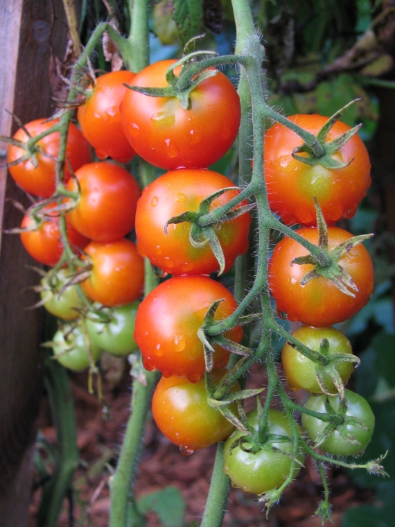 Gardener's Delight Cherry Tomato