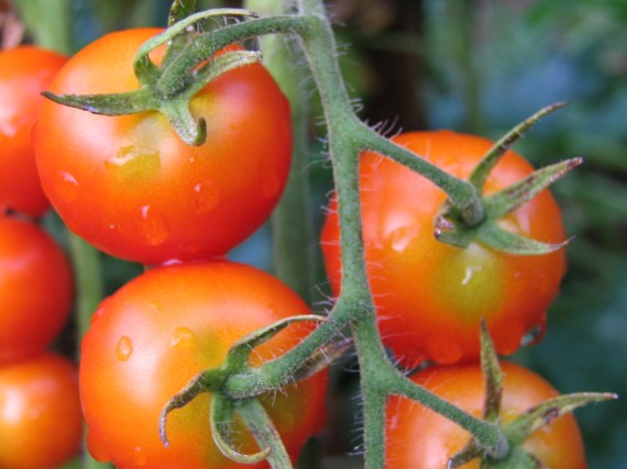 Close-up of Gardener's Delight Cherry tomatoes