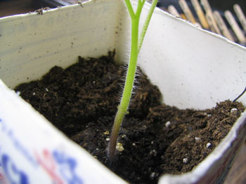 Pot the seedling as deep as possible.  Tomatoes will grow new roots along the buried portion of stem.