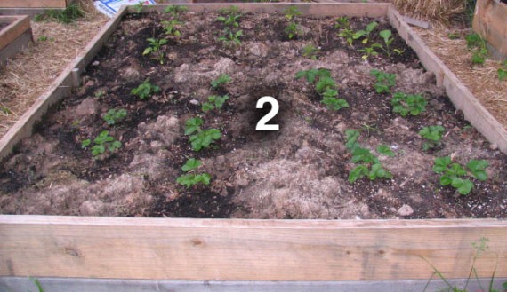 Bed 2 has strawberries, three kinds of peppers and a couple eggplants I got at the farmer's market this weekend.