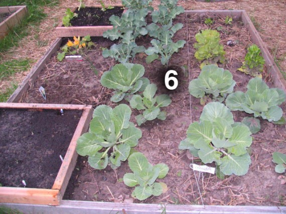 Bed 6 has broccoli, a zucchini, cabbages, a couple lettuce and my sons' 2x2 squares on the left corners.