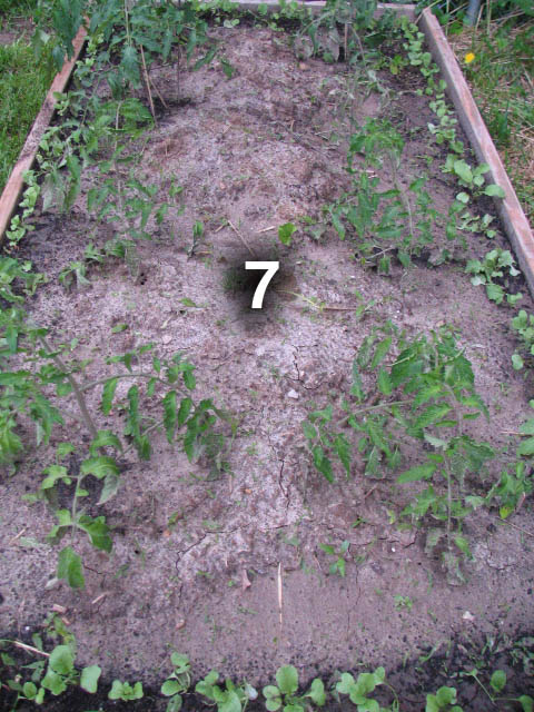 Bed 7 has hybrid Big Mama tomatoes, supposedly a huge paste tomato.  The perimeter is planted with radishes.