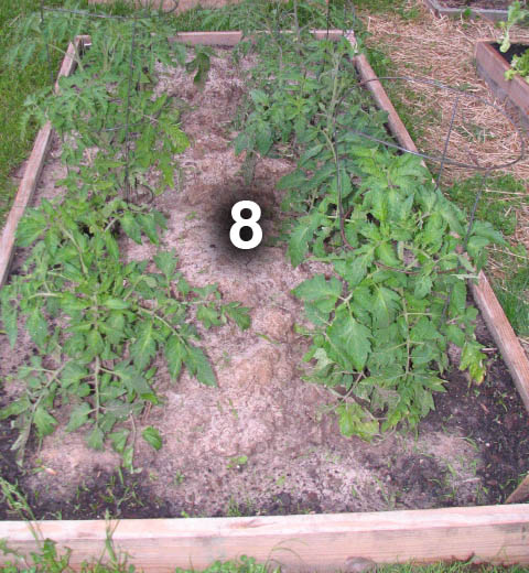 Bed 8 is planted with 8 heirloom tomatoes and has a perimeter ring of carrots.