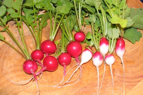 2009's First Radishes