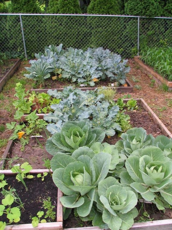 Brassica Beds (and a couple other cold crops)