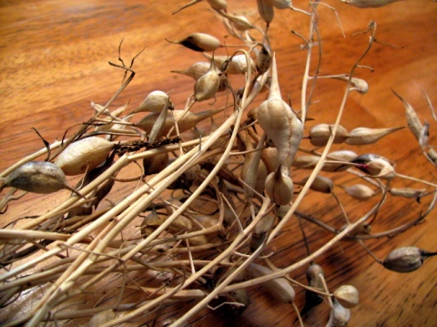Dried radish seed pods