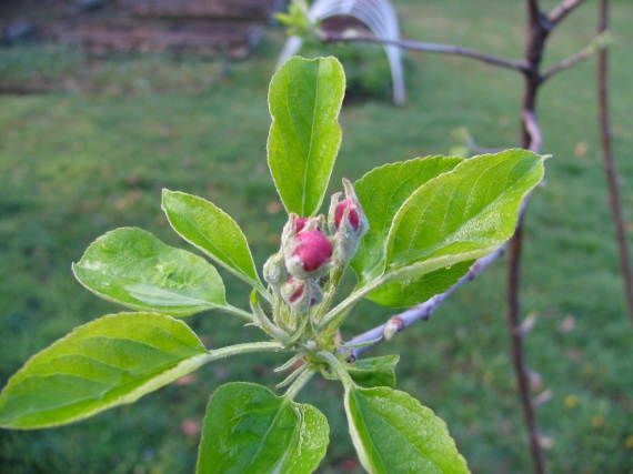 Yellow Delicious Apple Flower Bud