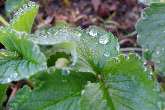 Strawberry Plant with Raindrops