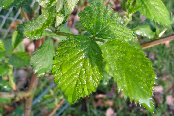 Green leaves on a blackberry vine