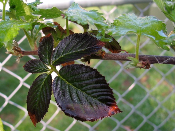 Purple leaves on a Blackberry Vine
