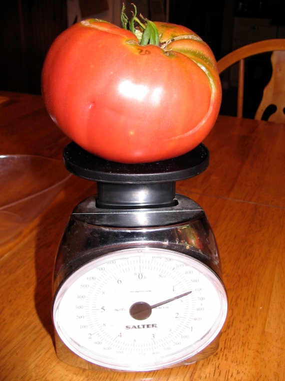 20 ounce Cabin tomato on the scale