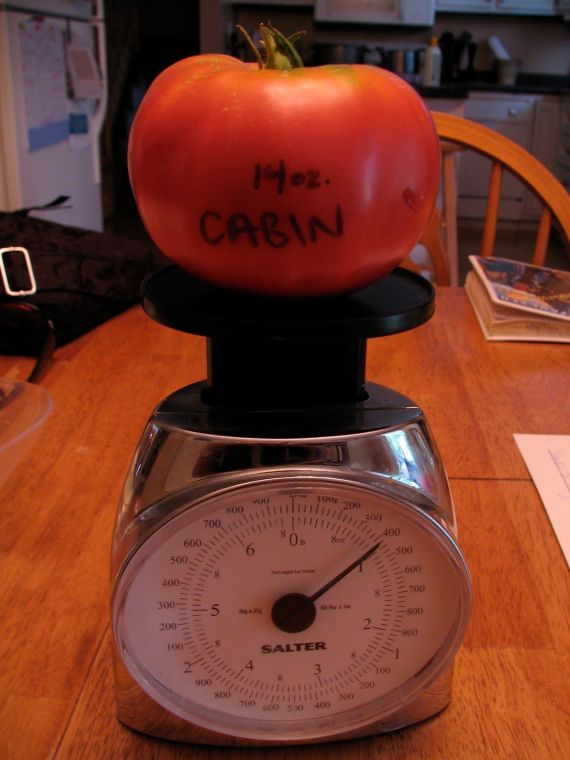 14 ounce Cabin tomato