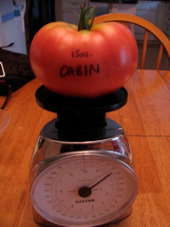 15 ounce Cabin tomato