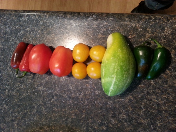 Red mild jalapenos, Roma and Ester Hess tomatoes, a random cucumber and green mild jalapenos